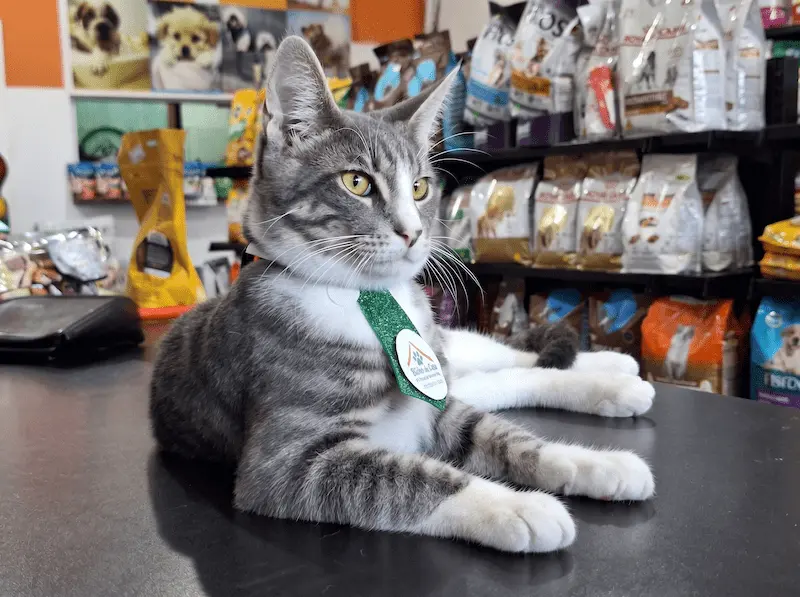 Mascote oficial do Petshop Bicho de Casa